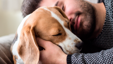 ¿No te gustan las mascotas? Considéralo, podrían ayudar a tu salud mental