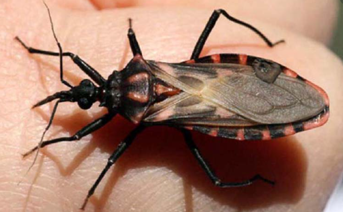 México sí cuenta con medicamentos para el Chagas