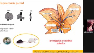 Científica UV estudia regeneración del hígado