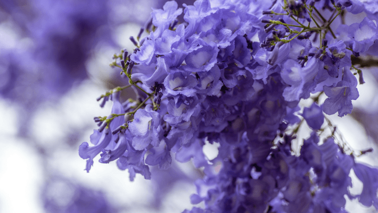 ¿Qué tanto sabes sobre las jacarandas?