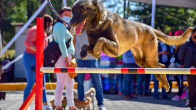 Conoce el parque canino mas grande de la CDMX