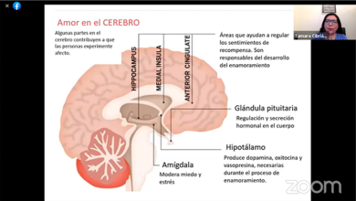 Esto es lo que dice la neurobiología del amor