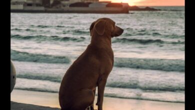 Perrito encuentra la paz mental y se vuelve viral