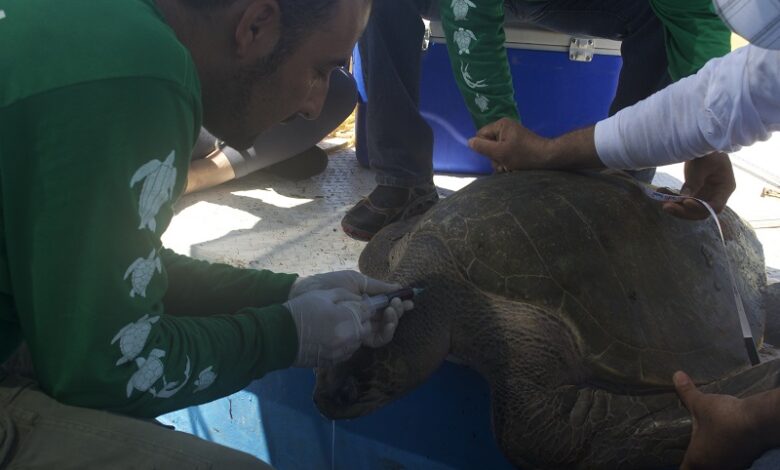 Estudian cinco especies de tortuga marina en peligro de extinción en Sinaloa