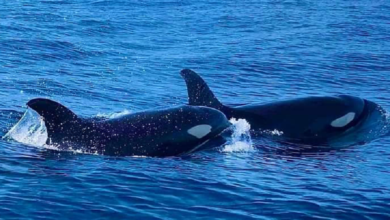 Avistan orcas en Zipolite, Oaxaca