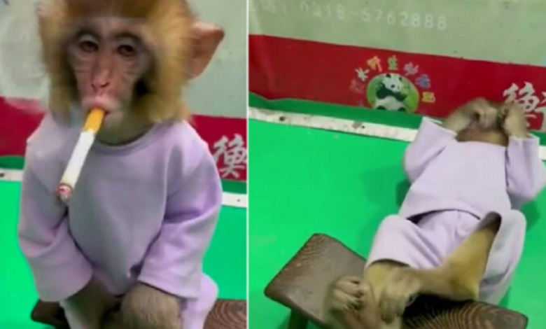 Video: Zoológico indigna en redes por grabar un mono fumando cigarro