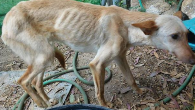 Entérate que 44 millones de perritos en México no tienen hogar