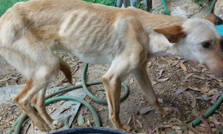 Entérate que 44 millones de perritos en México no tienen hogar