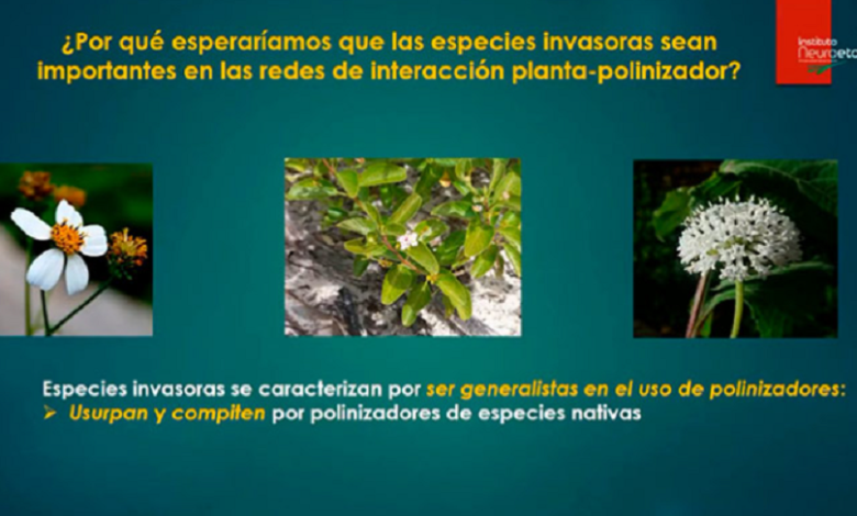 Especies vegetales invasoras causan pérdida de biodiversidad