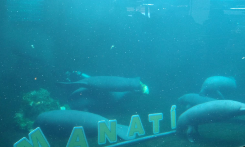 Celebran el Día del Manatí en el Acuario de Veracruz