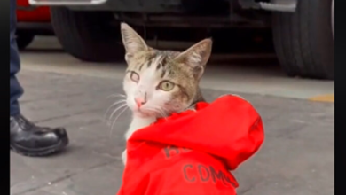 Gatito se gana las croquetas como bombero en la CDMX