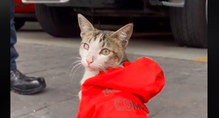 Gatito se gana las croquetas como bombero en la CDMX