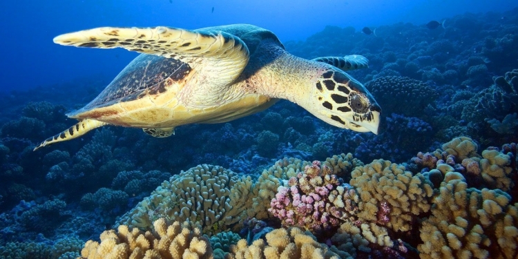 IPN desarrolla sistema de reconocimiento de tortugas marinas para su conservación