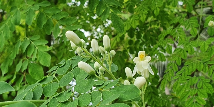 Analizan el uso de moringa para reducir metano en la ganadería