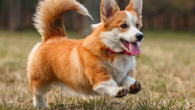 Mascotas podrían sufrir ansiedad tras regreso a las actividades