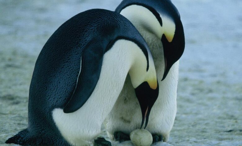 Te presentamos 5 asombrosos padres del reino animal