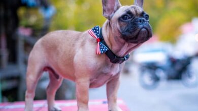 Eligen a bulldog francés como alcalde en localidad de EU