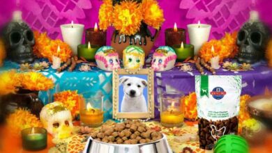 ¿Sabías que hay Día de Muertos para mascotas?