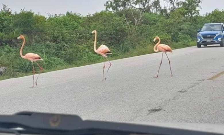 Flamingos invaden carreteras de Yucatán