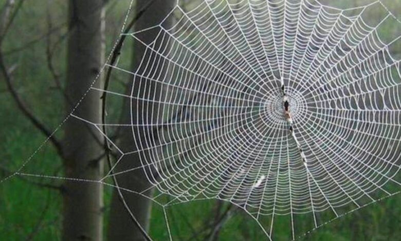 Telaraña gigante «atrapa humanos» causa terror en Estados Unidos