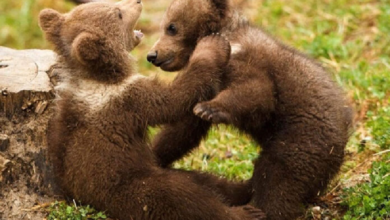 Video: Captan a tiernos oseznos jugando en un estacionamiento de Alaska