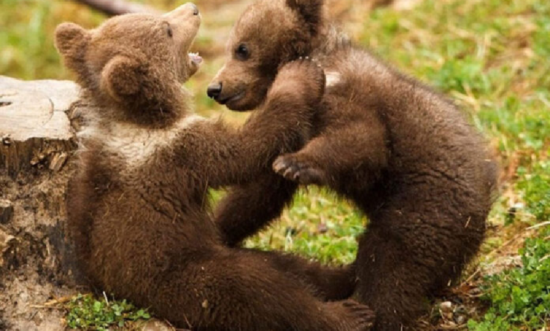 Video: Captan a tiernos oseznos jugando en un estacionamiento de Alaska