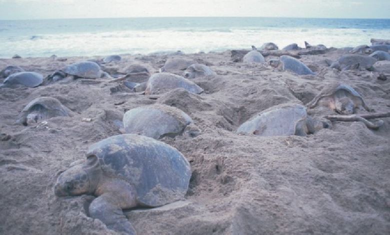 Miles de tortugas llegan a playas de Oaxaca para anidar