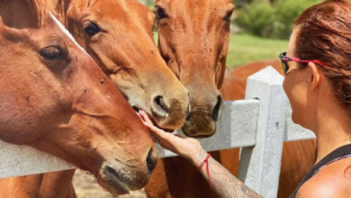 El éxito de “Cuacolandia” es rehabilitar a caballos maltratados