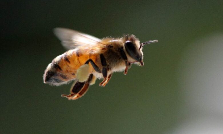 Veneno de abeja ayuda a destruir células de cáncer de mama