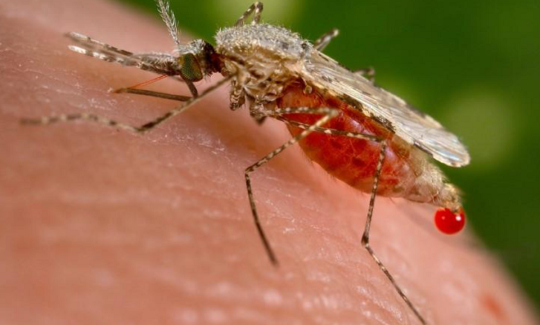 Mosquitos son resistentes a insecticida contra la malaria