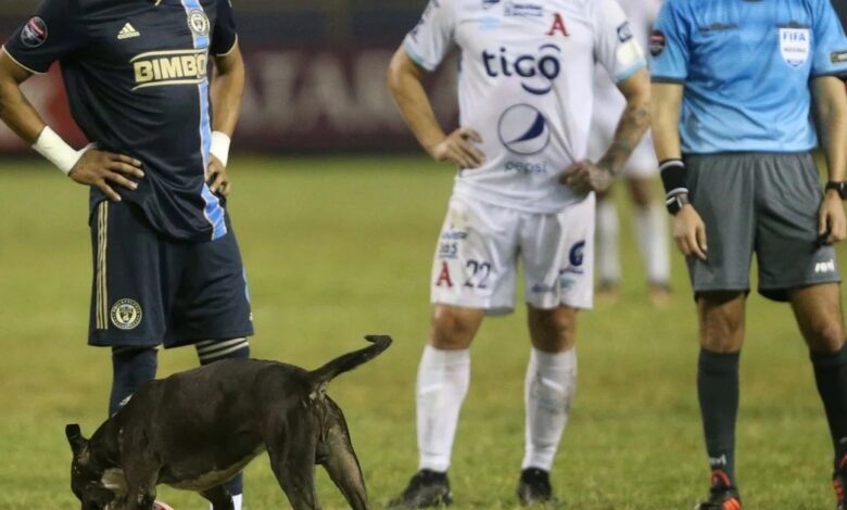 Perrito se roba pelota en pleno partido de Concachampions