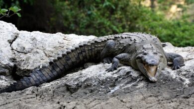 Hombre se defendió de cocodrilo con un sartén