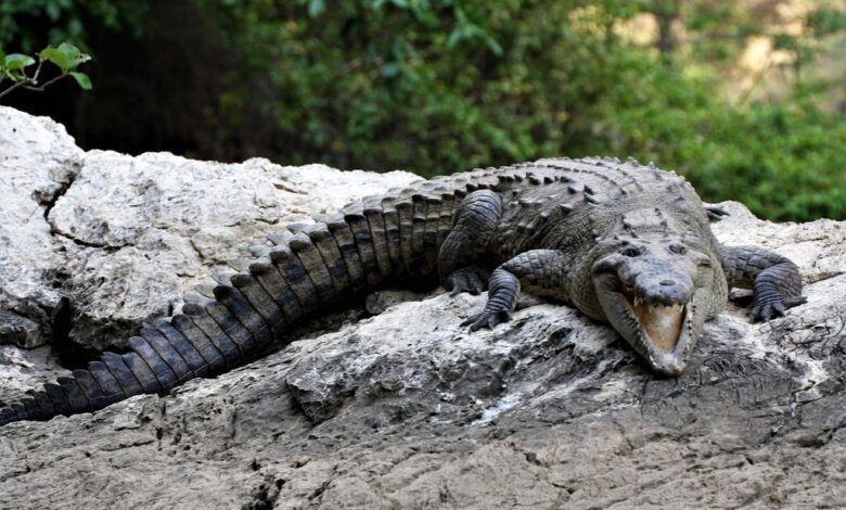 Hombre se defendió de cocodrilo con un sartén