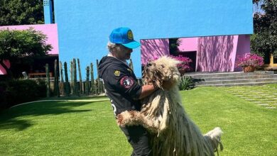 Criticaron a Alejandro Fernández por no cuidar el aspecto de su perro