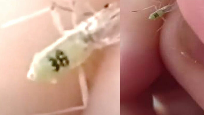 TikTok: mosquitos con número de serie desatan teorías de conspiración