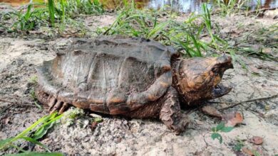 Descubren especie «rara» de tortuga