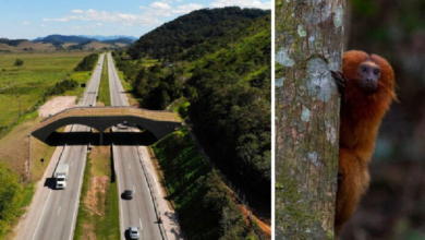 Construyen puente para monos en peligro de extinción en reserva de Brasil