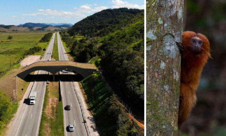 Construyen puente para monos en peligro de extinción en reserva de Brasil