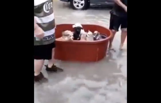 #Video: Familia rescató a sus perritos de la inundación