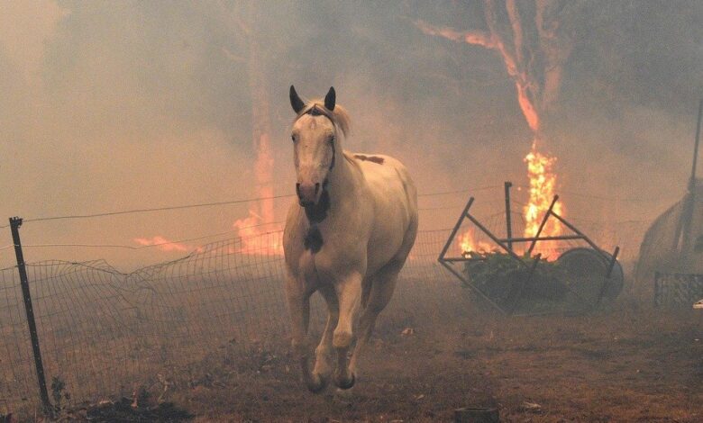 Al menos 3 mil millones de animales fueron víctimas de incendios en Australia