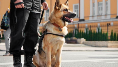 Perros entrenados identificarían a personas contagiadas de Covid-19