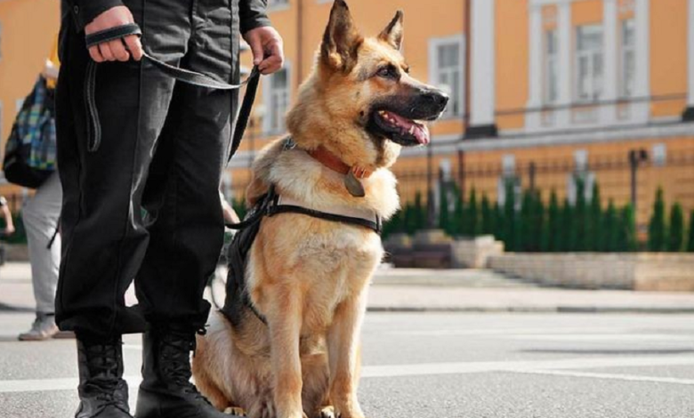 Perros entrenados identificarían a personas contagiadas de Covid-19