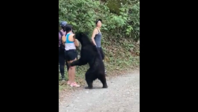 VIDEO: Oso sorprende a jóvenes en Chipinque, Nuevo León