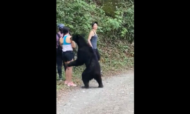 VIDEO: Oso sorprende a jóvenes en Chipinque, Nuevo León