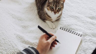 ¡Increíble! Así descubrieron que su gato tenía doble vida