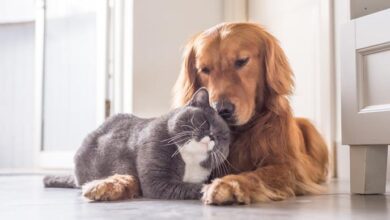 Animales de compañía no transmiten covid, pero pueden contagiarse