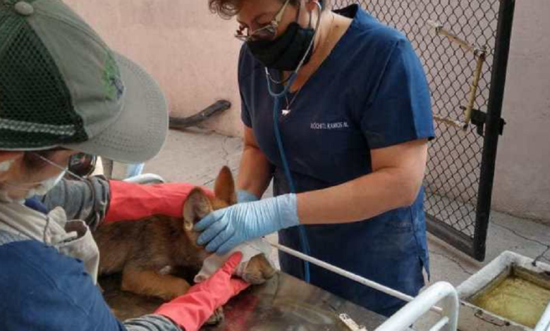 Nacen dos lobos mexicanos  en Zoológico de Aragón