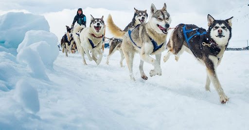 Perros de trineo surgieron hace casi 10 mil años en Siberia