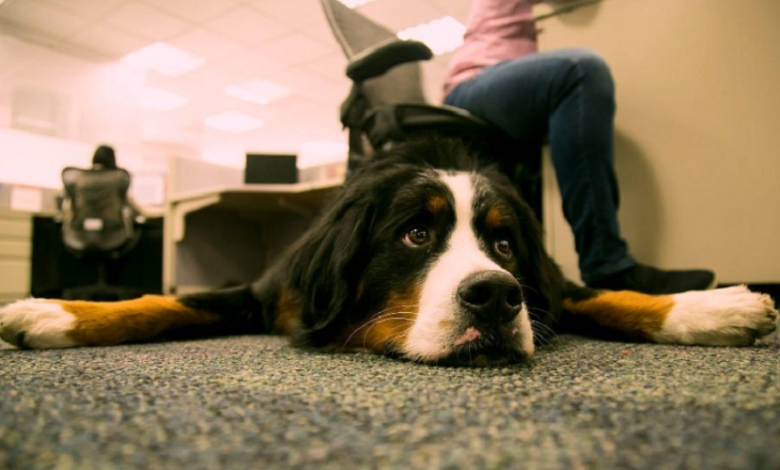 Incluir mascotas en la rutina laboral combate el estrés