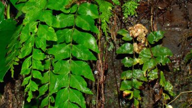 Identifican nueva especie de helecho